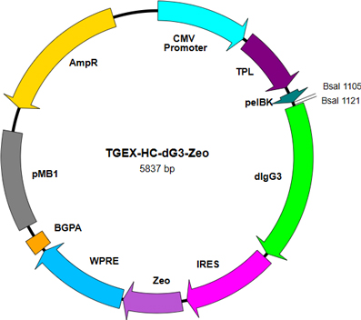 TGEX-HC-dG3-Zeo map